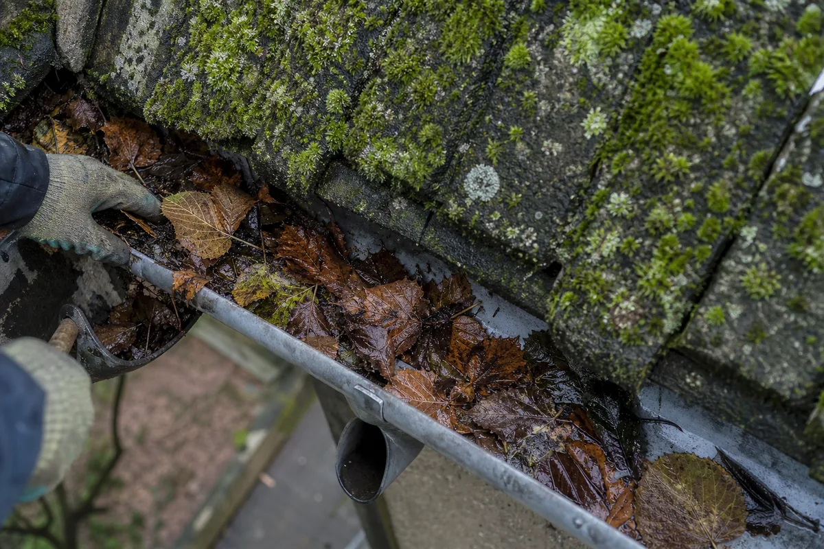 Chéneau en zinc encombré de feuilles mortes le long d’un versant de toiture couvert de mousse